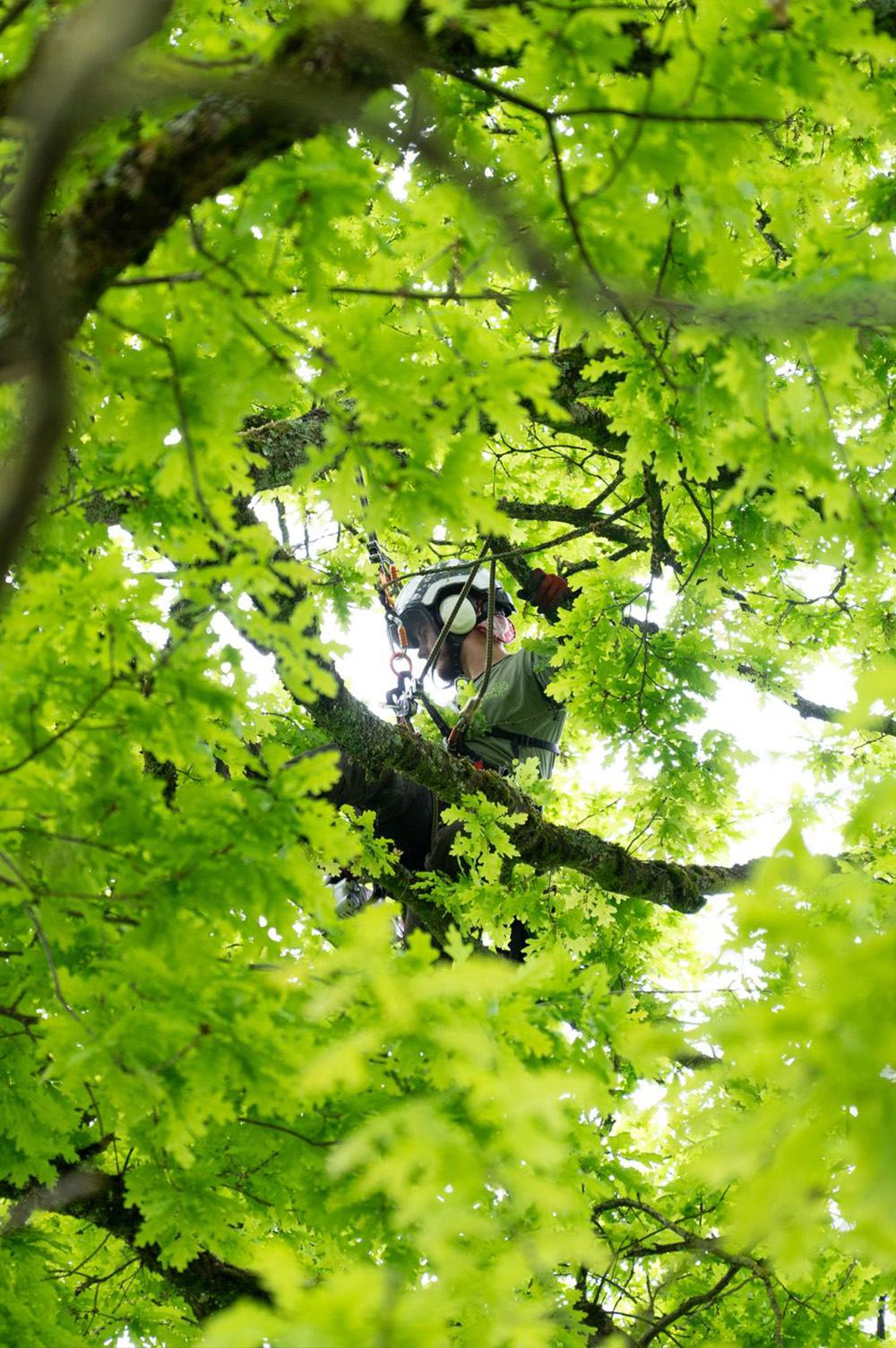 Nos arboristes au service de vos arbres